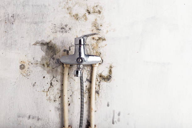 Best Mold Inspection  in Camdenton, MO