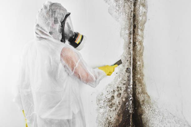 Home Mold Removal in Camdenton, MO