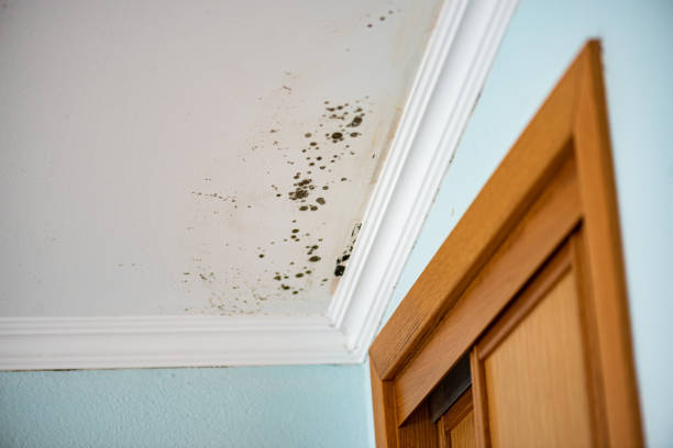 Mold Removal and Inspection in Camdenton, MO