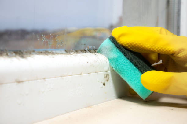 Best Attic Mold Removal  in Camdenton, MO